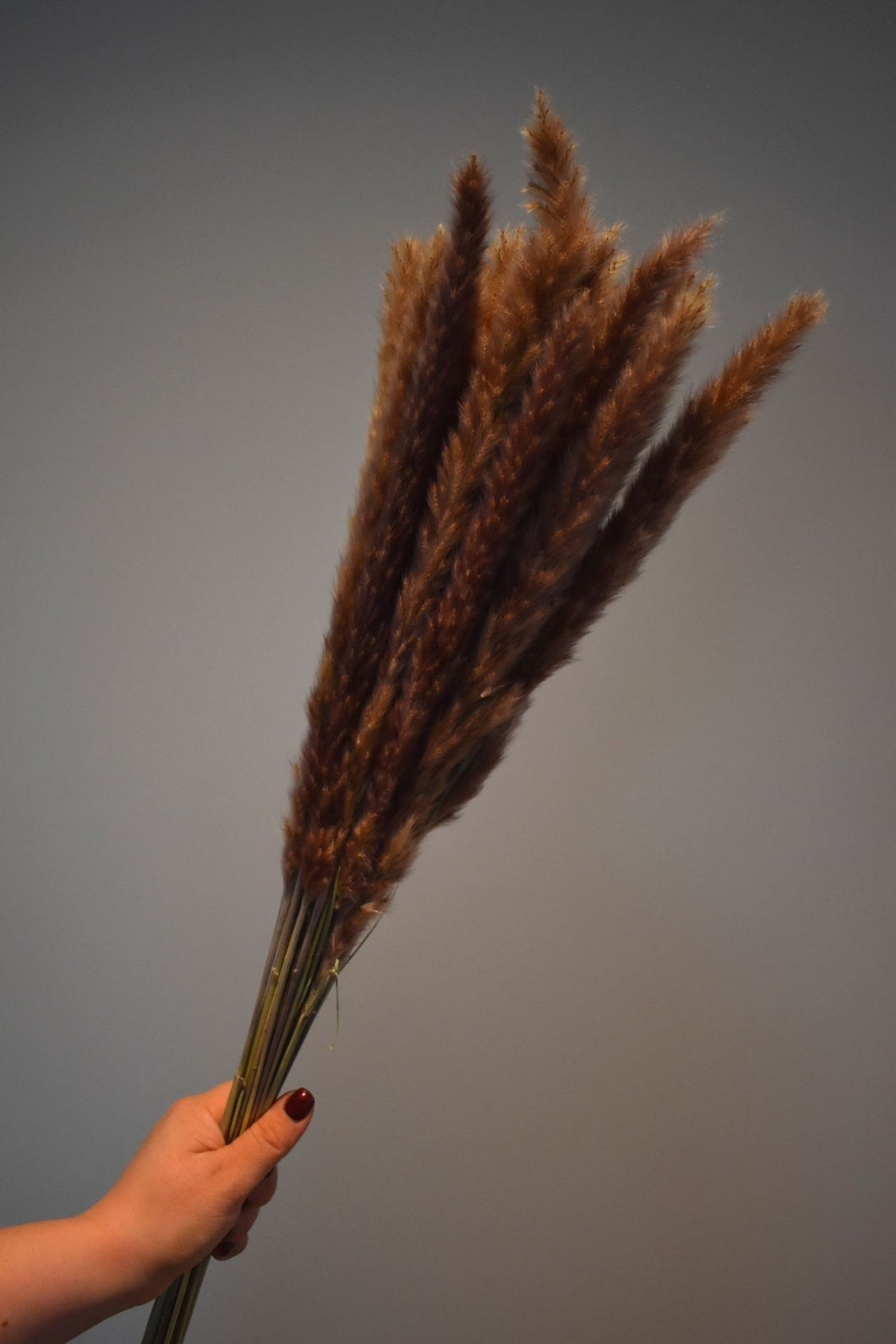 Pampas small 'naturel'