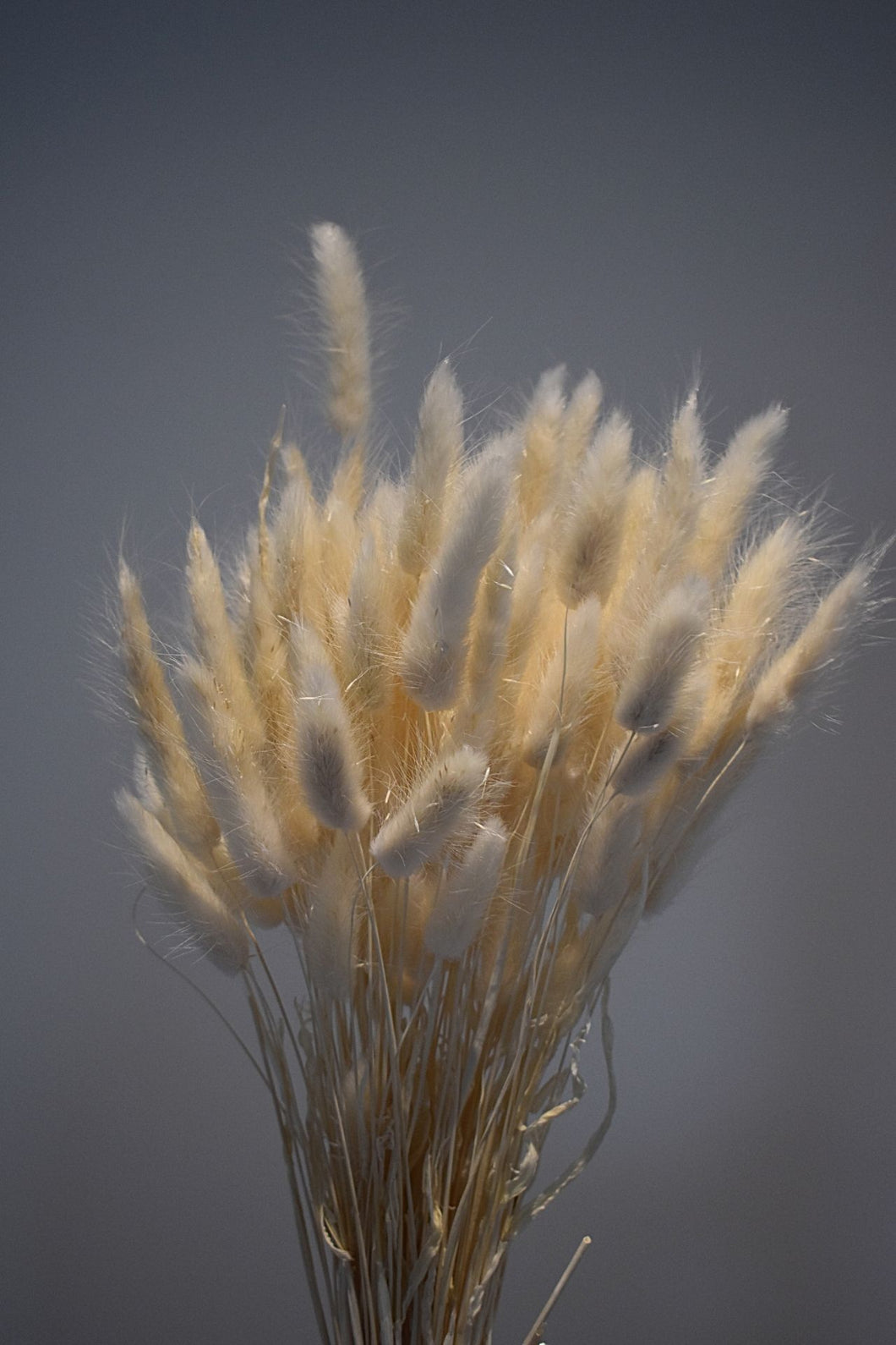 Lagurus 'bleached white'